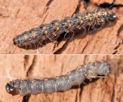 Attēlu rezultāti vaicājumam “Parascotia fuliginaria”