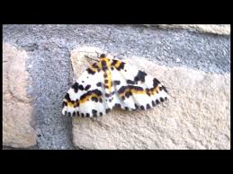 Attēlu rezultāti vaicājumam “Abraxas grossulariata”