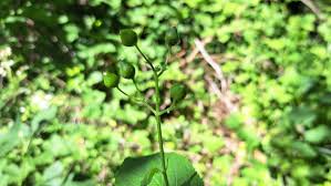 Attēlu rezultāti vaicājumam “Scrophularia nodosa leaf”