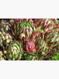 Attēlu rezultāti vaicājumam “Jovibarba globifera fruit”