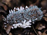 Attēlu rezultāti vaicājumam “Penicillium vulpinum”