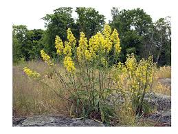 Image result for Solidago virgaurea