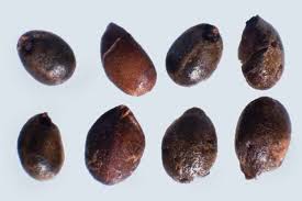 Attēlu rezultāti vaicājumam “Stachys palustris bud”