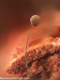 Attēlu rezultāti vaicājumam “Comatricha ellae stalked”