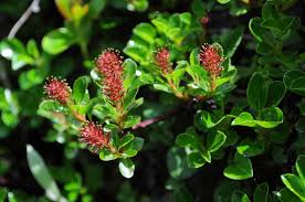 Attēlu rezultāti vaicājumam “Salix x doniana”