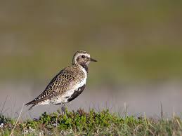 Attēlu rezultāti vaicājumam “Pluvialis apricaria”