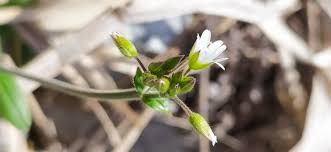 Attēlu rezultāti vaicājumam “Cerastium semidecandrum bud”