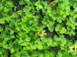 Attēlu rezultāti vaicājumam “Plagiomnium elatum”