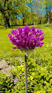 Attēlu rezultāti vaicājumam “Allium holandicum flower”