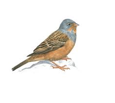 Image result for Emberiza caesia