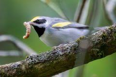 Image result for Vermivora chrysoptera