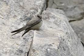 Image result for Ptyonoprogne rupestris