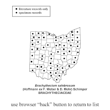 Attēlu rezultāti vaicājumam “Brachythecium salebrosum”