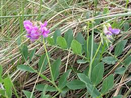 Attēlu rezultāti vaicājumam “Lathyrus japonicus subsp. maritimus leaf”