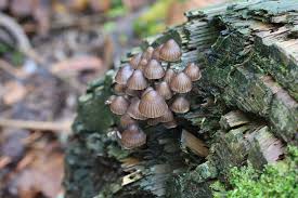 Attēlu rezultāti vaicājumam “Mycena stipata”
