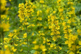 Attēlu rezultāti vaicājumam “Lysimachia vulgaris leaf”