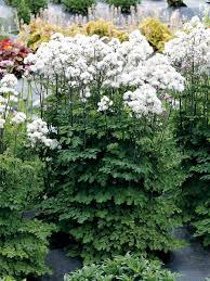 Attēlu rezultāti vaicājumam “Thalictrum aquilegifolium leaf”