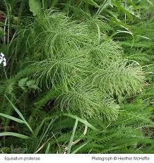 Attēlu rezultāti vaicājumam “Equisetum pratense”