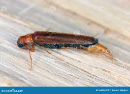 Attēlu rezultāti vaicājumam “Hylecoetus dermestoides male”