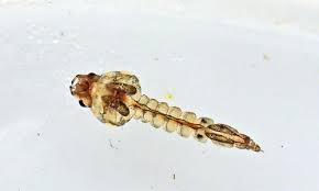 Attēlu rezultāti vaicājumam “Chironomidae larvae”
