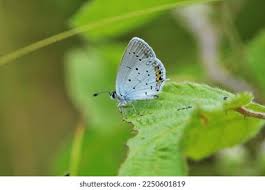 Attēlu rezultāti vaicājumam “Everes argiades male”