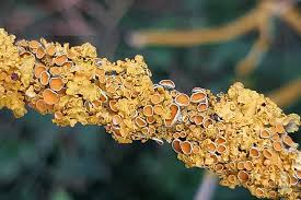 Attēlu rezultāti vaicājumam “Xanthoria parietina”