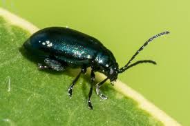 Attēlu rezultāti vaicājumam “Altica sp.”