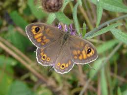 Attēlu rezultāti vaicājumam “Lasiommata maera”