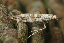 Attēlu rezultāti vaicājumam “Gracillaria syringella imago”