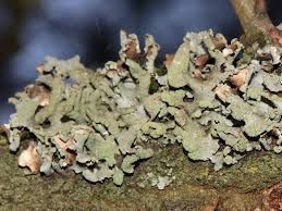 Attēlu rezultāti vaicājumam “Hypotrachyna sp.”