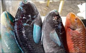 Image result for Scarus trispinosus