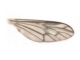 Attēlu rezultāti vaicājumam “Xylophagidae”