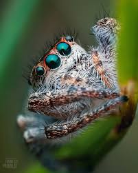 Attēlu rezultāti vaicājumam “Collaria rubens macro”