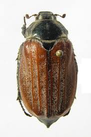 Attēlu rezultāti vaicājumam “Melolontha hippocastani”