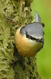 Attēlu rezultāti vaicājumam “Sitta europaea male”