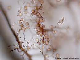 Attēlu rezultāti vaicājumam “Stemonitis axifera stalked”