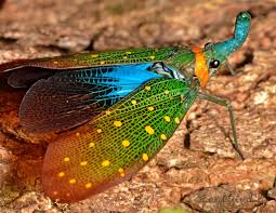 Attēlu rezultāti vaicājumam “Fuligo licentii macro”