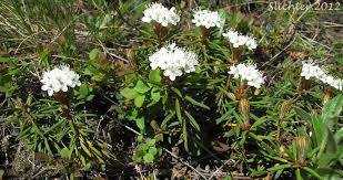 Attēlu rezultāti vaicājumam “Ledum palustre leaf”