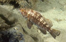 Image result for Centropristis striata