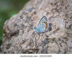 Attēlu rezultāti vaicājumam “Plebejus argus / Plebejus idas”
