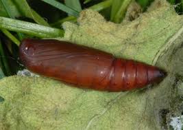 Attēlu rezultāti vaicājumam “Herminia tarsicrinalis”