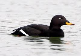 Attēlu rezultāti vaicājumam “Melanitta fusca male”