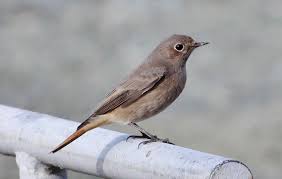 Attēlu rezultāti vaicājumam “Phoenicurus ochruros female”