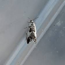 Attēlu rezultāti vaicājumam “Ancylis laetana”