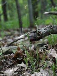 Attēlu rezultāti vaicājumam “Luzula multiflora fruit”