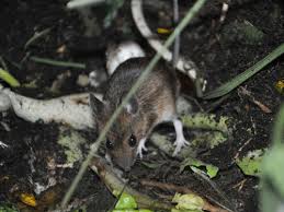 Attēlu rezultāti vaicājumam “Apodemus flavicollis”