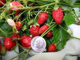 Attēlu rezultāti vaicājumam “Fragaria vesca fruit”