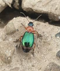 Attēlu rezultāti vaicājumam “Lebia chlorocephala”