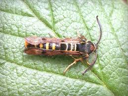 Attēlu rezultāti vaicājumam “Cribraria rubiginosa macro”