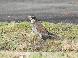 Image result for Turdus eunomus